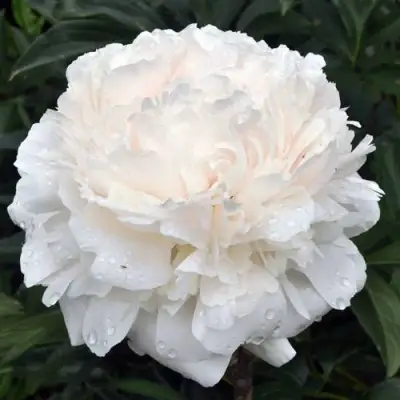 Пион БРАЗЕР ЧАК травянистый в Барановичах