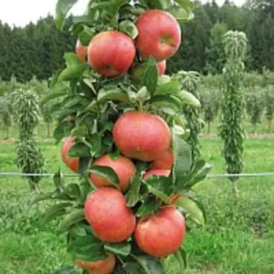Яблоня ЯНТАРНОЕ ОЖЕРЕЛЬЕ колонновидная в Барановичах