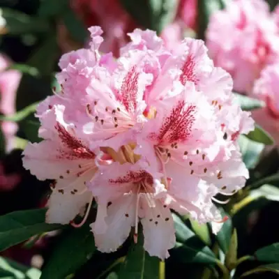 Рододендрон ЧИР в Барановичах