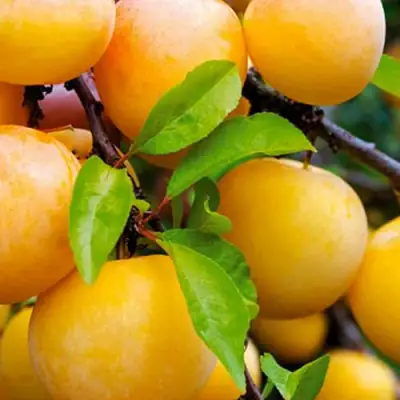 Слива МЕДОВАЯ ЖЁЛТАЯ в Барановичах