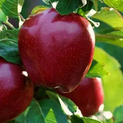 Яблоня РЕД ЧИФ в Барановичах