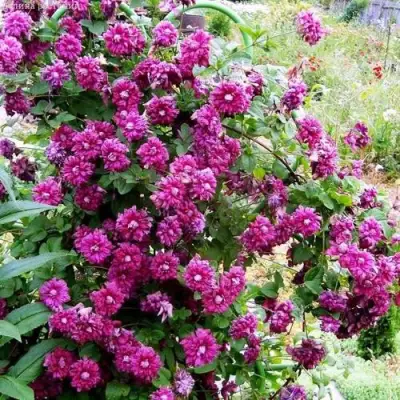 Клематис ПУРПУРЕА ПЛЕНА ЭЛЕГАНС в Барановичах