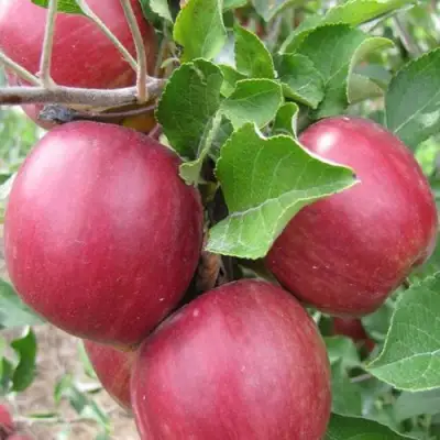 Яблоня МОСКОВСКОЕ ОЖЕРЕЛЬЕ колонновидная в Барановичах