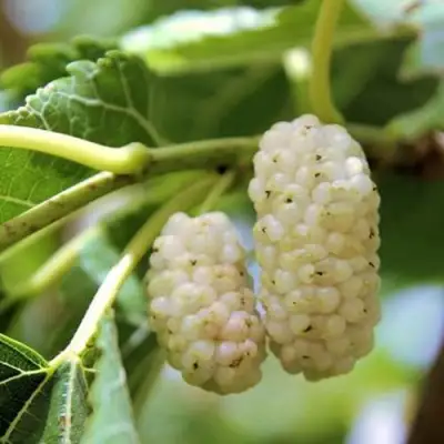 Шелковица БЕЛАЯ АЛЬБА в Барановичах