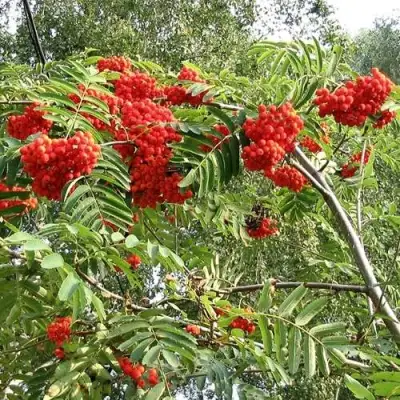 Рябина САХАРНАЯ ПЕТРОВА сладкоплодная в Барановичах