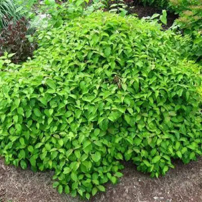 Дерен КЕЛСЕИ шелковистый  в Барановичах