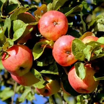 Яблоня ЯБЛОЧНЫЙ СПАС в Барановичах