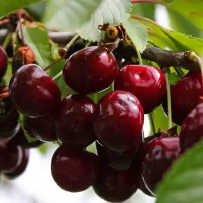 Вишня НОВОДВОРСКАЯ в Барановичах