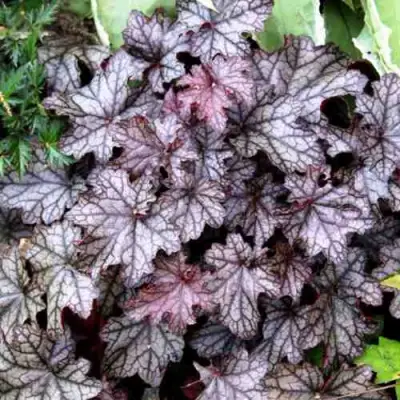 Гейхера ШУГА ФРОСТИНГ в Барановичах