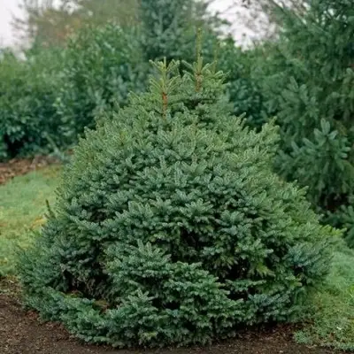 Ель НАНА сербская в Барановичах