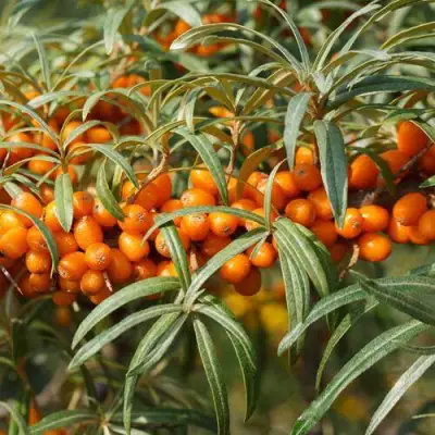 Облепиха РОСИНКА в Барановичах