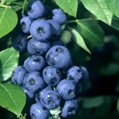 Голубика НОРТ КАНТРИ в Барановичах