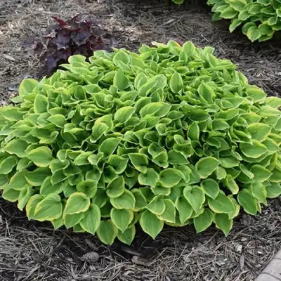 Хоста ГОЛДЕН ТИАРА в Барановичах