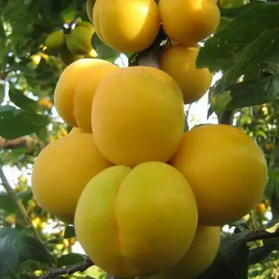 Слива ЛОДВА в Барановичах