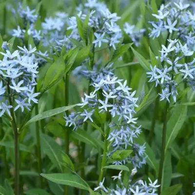 Амсония иволистная в Барановичах