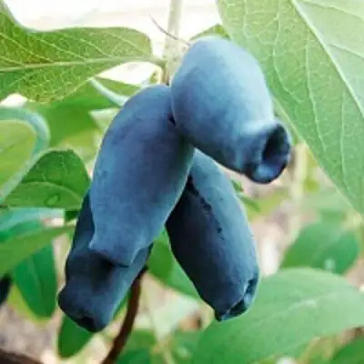 Жимолость съедобная АМФОРА в Барановичах