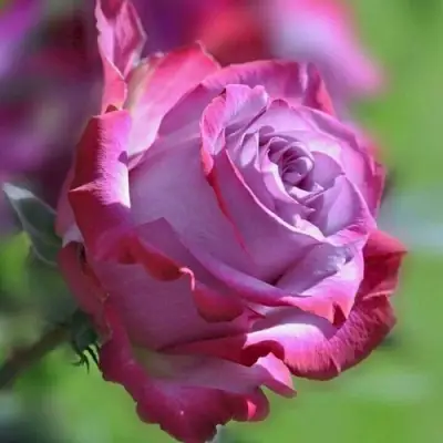 Роза ДИП ВОТЕР чайно-гибридная в Барановичах