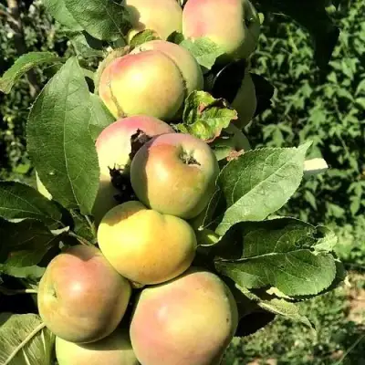 Яблоня ПРИОКСКОЕ колонновидная в Барановичах