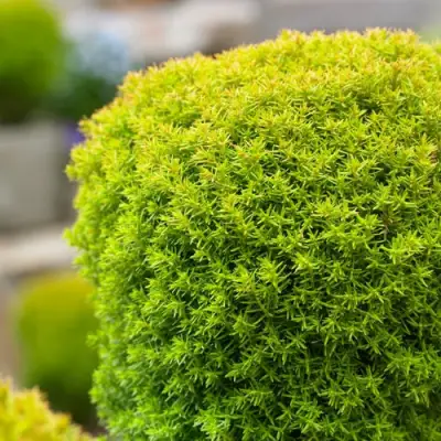 Туя АННИЕК западная в Барановичах