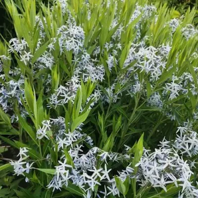 Амсония иволистная в Барановичах