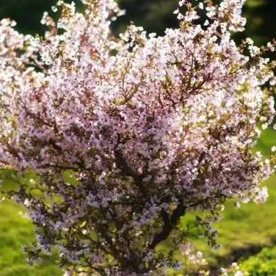 Сакура КОЙО НО МАЙ в Барановичах