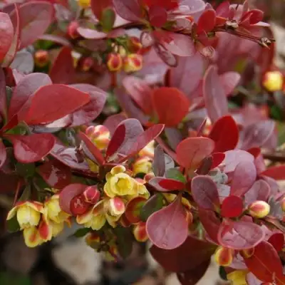 Барбарис КАРМЕН тунберга в Барановичах