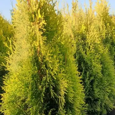 Туя ГОЛДЕН СМАРАГД западная в Барановичах