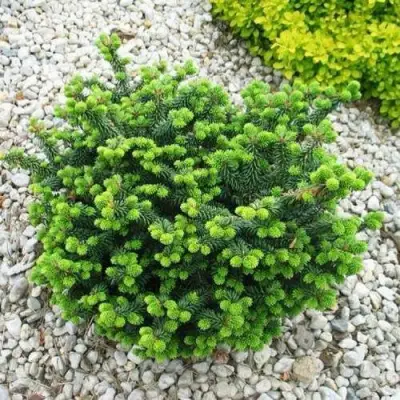 Пихта НАНА бальзамическая в Барановичах