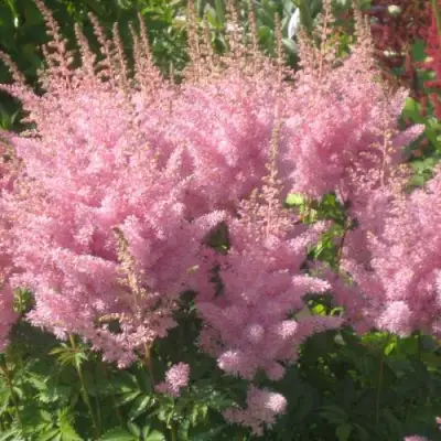 Астильба ЭДЕНС ОДИССЕЙ Арендса в Барановичах