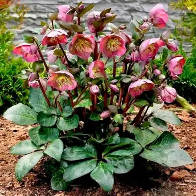 Морозник ВОСТОЧНЫЙ в Барановичах