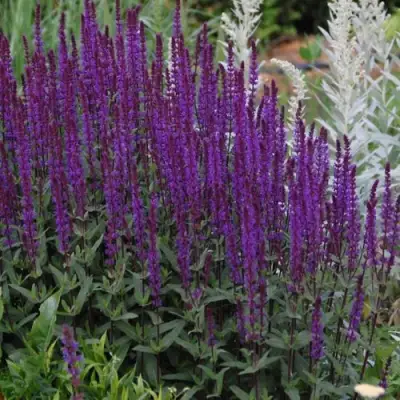 Шалфей КАРАДОНА в Барановичах