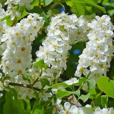 Черемуха ЧАЙКА в Барановичах