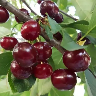 Дюк СЛАВЯНКА в Барановичах