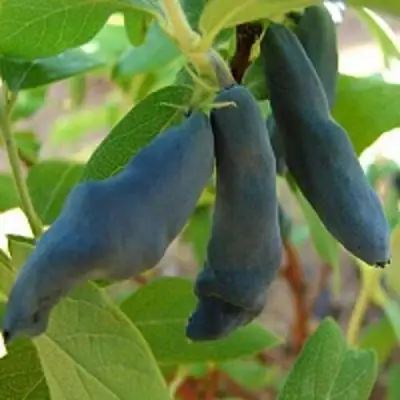 Жимолость съедобная НИМФА (ГАММА) в Барановичах