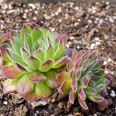 Молодило РУССКОЕ в Барановичах