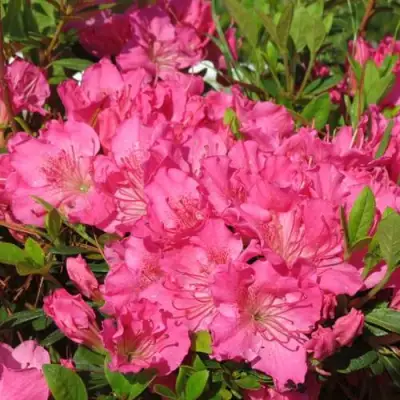 Азалия КИРСТИН японская в Барановичах