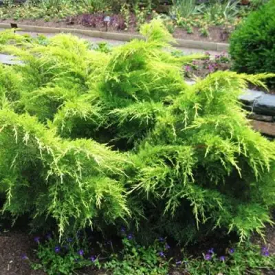 Можжевельник ГОЛД КОСТ средний в Барановичах