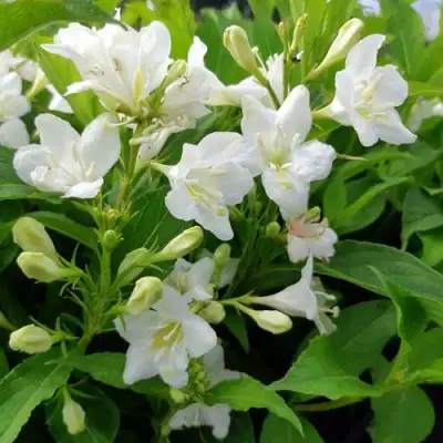 Вейгела БРИСТОЛЬСКАЯ СНЕЖИНКА в Барановичах