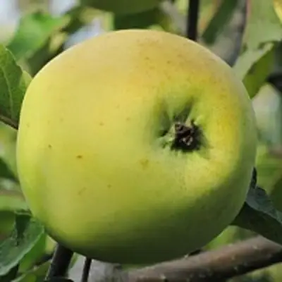 Яблоня РОССИЯНКА в Барановичах