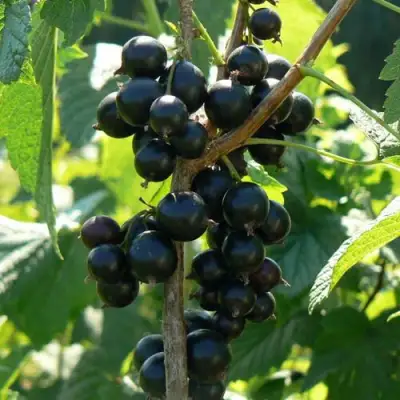 Смородина черная ВОЛОГДА в Барановичах