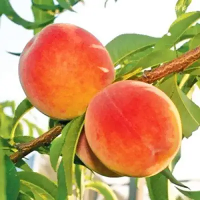 Персик ОНТАРИО в Барановичах