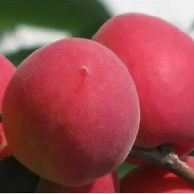 Абрикос РУБИН в Барановичах