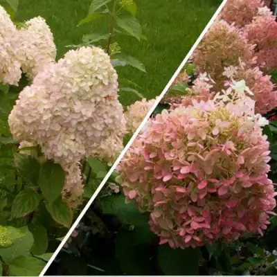 Комплект НЕЖНЫЕ ЧУВСТВА в Барановичах