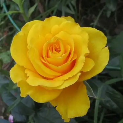 Роза КЕРИО чайно-гибридная в Барановичах