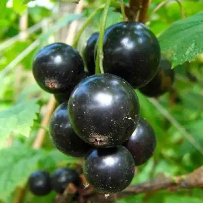 Смородина чёрная ЛЕНТЯЙ в Барановичах