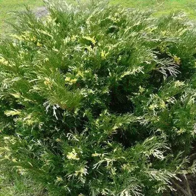 Можжевельник АНДОРА ВАРИЕГАТА горизонтальный  в Барановичах