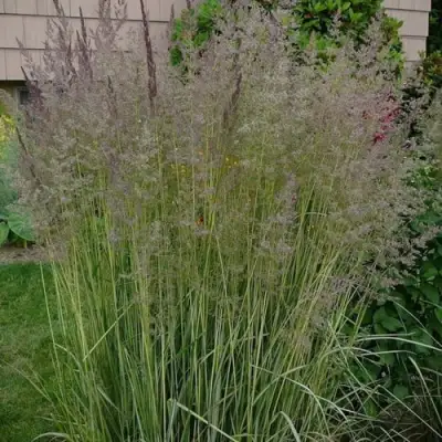 Вейник АВАЛАНШ остроцветковый в Барановичах