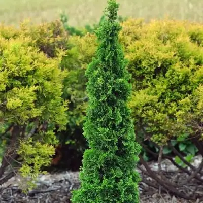 Туя СПИРАЛИС МИНИ западная в Барановичах