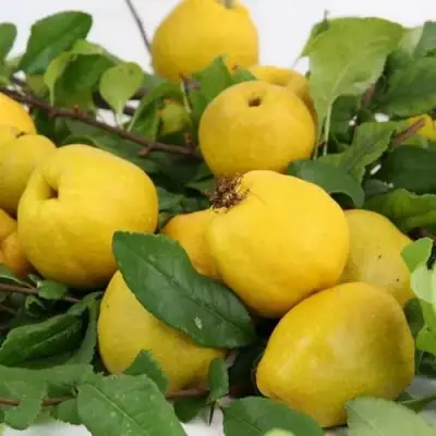 Айва ЯПОНСКАЯ в Барановичах