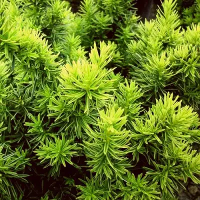 Тис ДАВИД ягодный в Барановичах